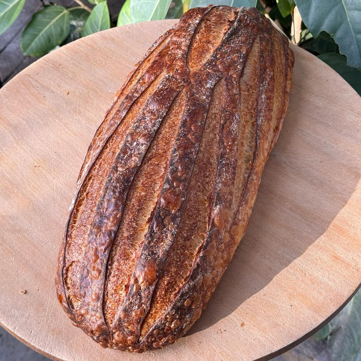 Super Long White Sourdough